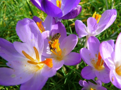 Bienchen und Blümchen