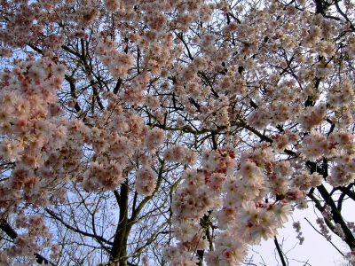 Kirschblüten 1