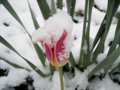 Tulpe unterm Schnee