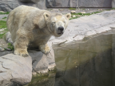 * Kleiner Eisbär im Zoom Erlebniswelt Alaska , Gelsenkirchen *