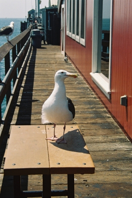 San Louis Ospio