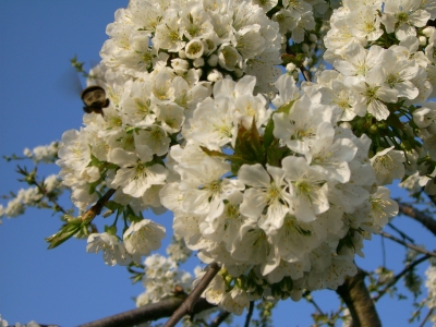 endlich Frühling