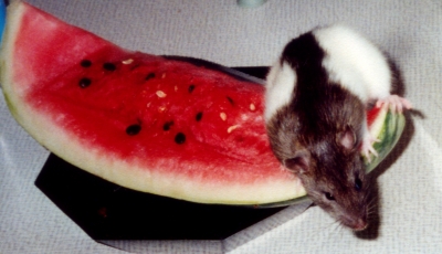 Ratte an Melone