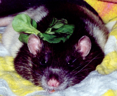 Basilikum auf Ratte