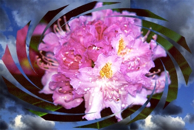 Collage mit Rhododendronblüte