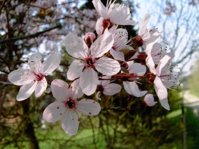 Frühlingsblüten