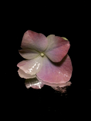 Hortensienblüte auf nassem Spiegel