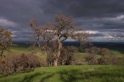 Bäume und Wiese vor düsterem Himmen bei Brentwood, Ca., USA