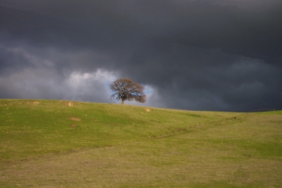 einsamer Baum auf Wiese vor Durchbruch im düsteren Himmel bei Brentwood, Ca., USA
