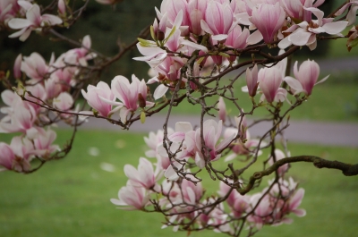 Die Magnolien blühen