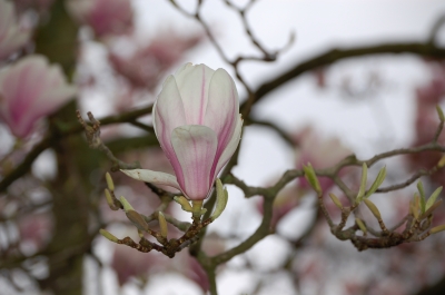Einzelne Magnolieblüte