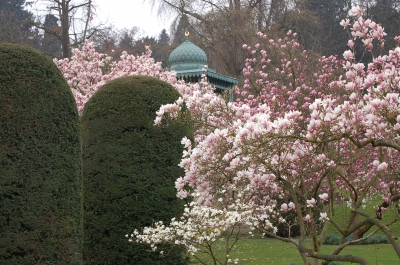 Magnolieblüte in der Wilhelma