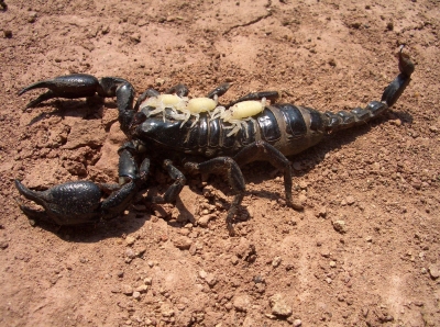 Skorpion mit Jungtieren