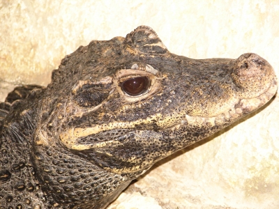 junges Krokodil