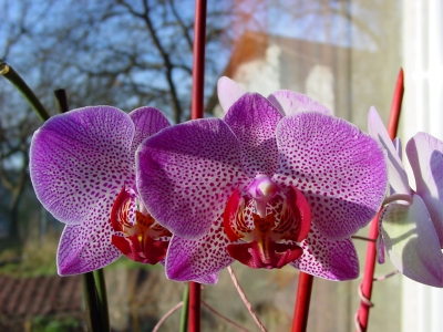 Orchideen Freude