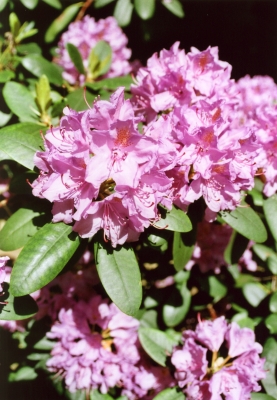 Rhododendron