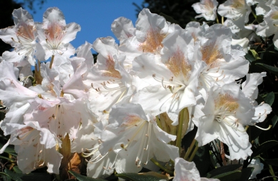 weisser Rhododendron in voller Blüte