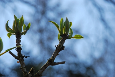 Knospen zum Licht