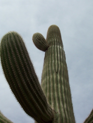 Saguaro