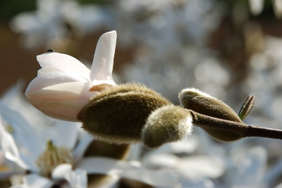 Magnolienknospe