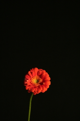 Blume in der Nacht