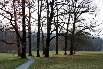 Bäume im Greizer Schlosspark