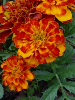 Tagetes