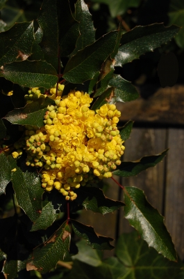 leuchtend gelbe Mahonia