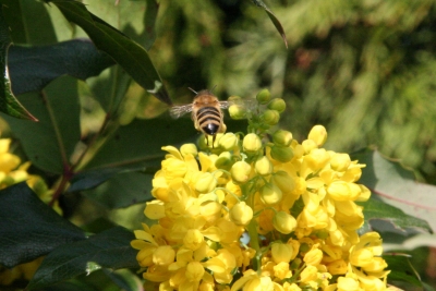 Fleißiges Bienchen 4