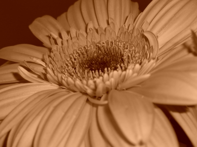 Gerbera in Sepia-Ton