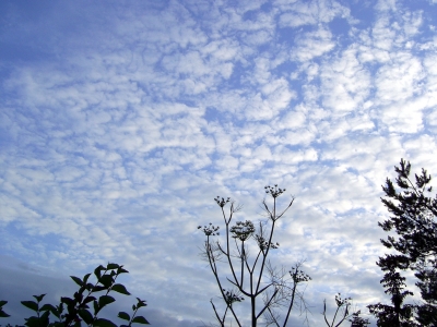 Schaefchenwolken mit Fenchel