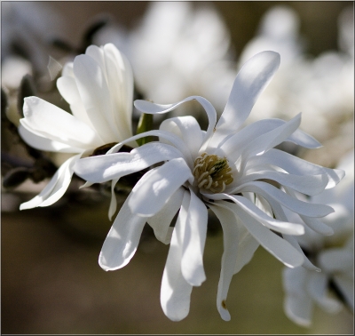 Portrait einer Sternmagnolie aus meinem Garten