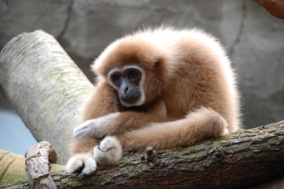 Kleiner Gibbon