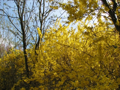 Der Frühling ist gelb ...