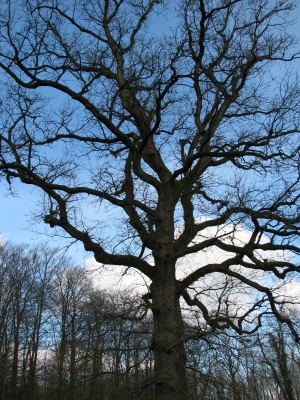 knorriger Baum