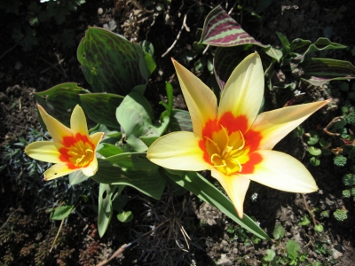 Tulpen in der Frühlingssonne