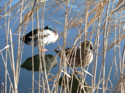 Enten am gefrorenen Teich