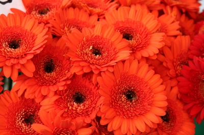 Gerbera rot