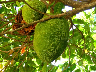 Jackfruit