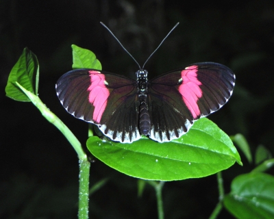 Schmetterling Pinky