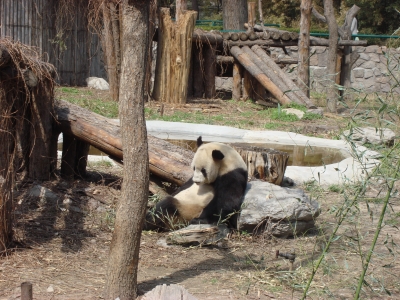 Panda im Zoo von Peking