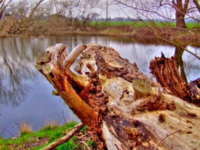 Wurzel am Teich