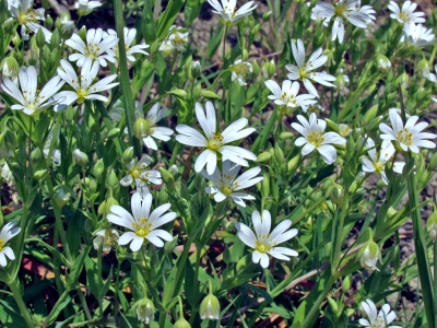 Stellaria