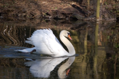 Schwanenschönheit