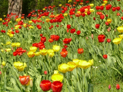 Tulpen aus A..  nein aus Heilbronn:-)