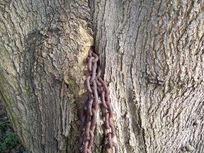 Eingewachsene Kette in einem Baum