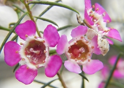 Chamelaucium uncinatum (Myrthaceae)