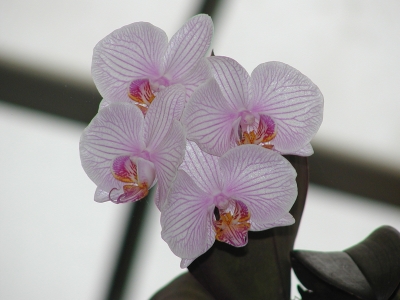 Orchideenblüten mit magentafarb. Streifen