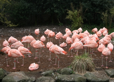 Schlafende Flamingos ...