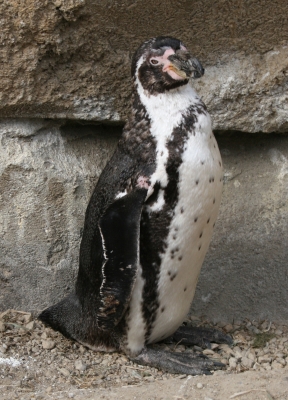 Dieser Humboldt-Pinguin ...